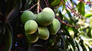 African Mango Extract - Glucotil Ingredient